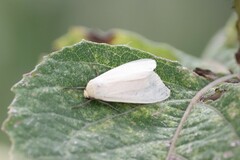 Phaegopterina