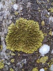 Melanelixia glabratula