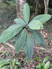 Ardisia gigantifolia