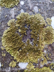 Melanelixia glabratula