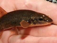 Rhinichthys cataractae