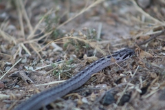 Galvarinus chilensis