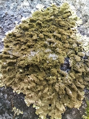 Melanelixia glabratula