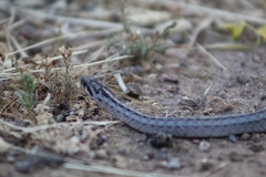 Galvarinus chilensis