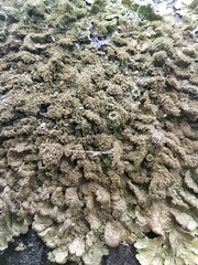 Melanelixia glabratula