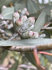 Eucalyptus cretata