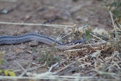 Galvarinus chilensis