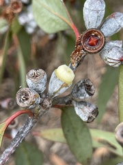 Eucalyptus cretata