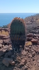 Ferocactus