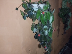 Episcia