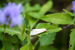 Pygarctia