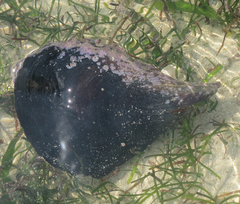 Atrina vexillum
