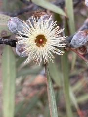 Eucalyptus cretata