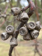 Eucalyptus cretata