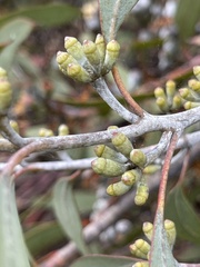 Eucalyptus cretata
