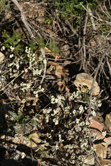 Notholaena standleyi