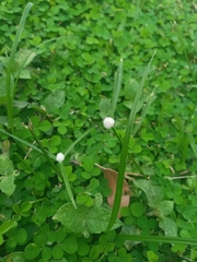 Cyperus mindorensis