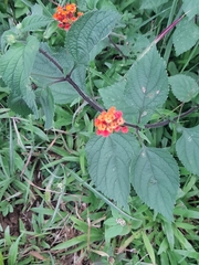 Lantana horrida