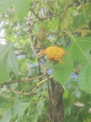 Tithonia diversifolia