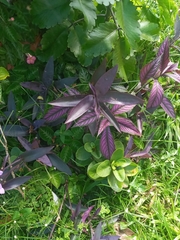 Alternanthera brasiliana