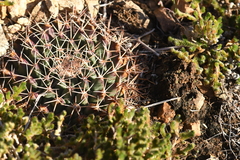 Mammillaria meiacantha