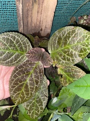 Episcia