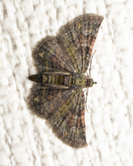 Gymnoscelis esakii