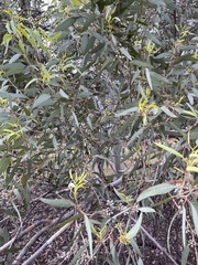Eucalyptus cretata