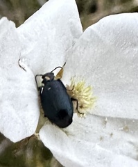Bothrotes canaliculatus