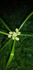 Cyperus entrerianus