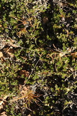 Phemeranthus confertiflorus