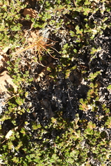 Phemeranthus confertiflorus