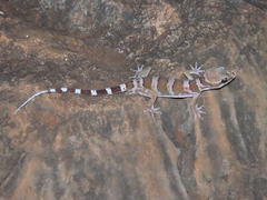 Cyrtodactylus mcdonaldi
