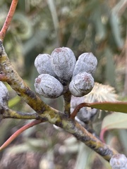 Eucalyptus cretata