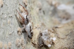 Metaphidippus siticulosus