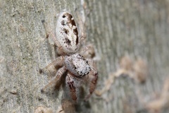 Metaphidippus siticulosus