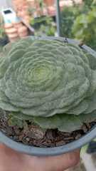 Aeonium tabuliforme