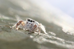 Metaphidippus siticulosus