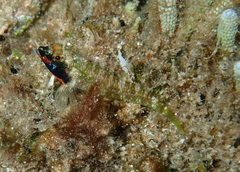 Enneapterygius rufopileus