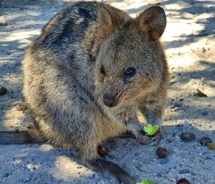 Setonix brachyurus
