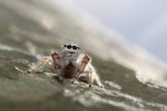 Metaphidippus siticulosus