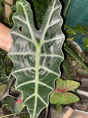 Alocasia amazonica