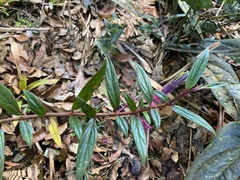 Columnea