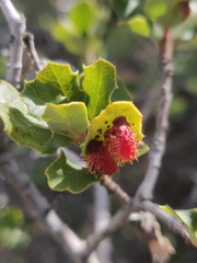 Andricus crystallinus