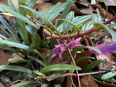 Columnea