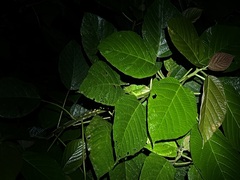 Basiliscus plumifrons