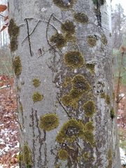 Melanelixia glabratula