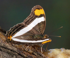 Adelpha fessonia