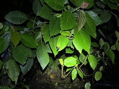 Basiliscus plumifrons