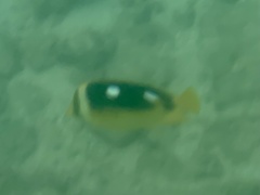 Chaetodon quadrimaculatus